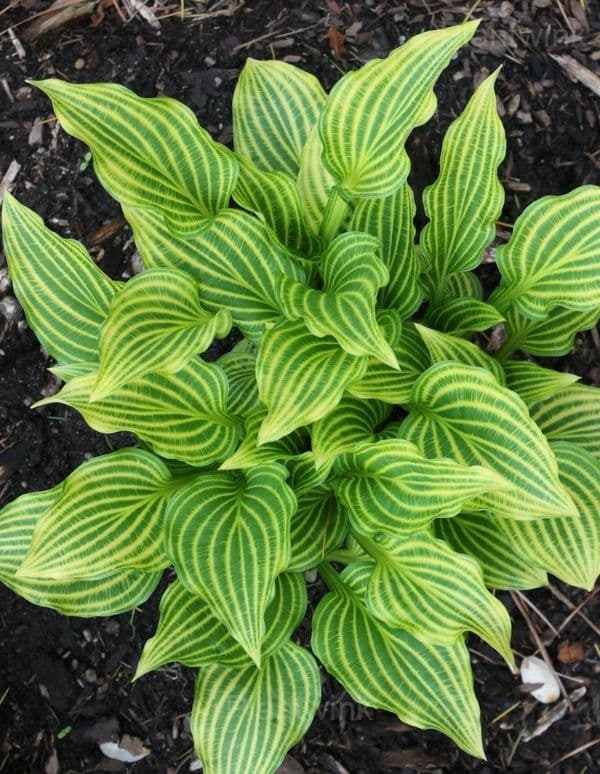 Hosta seed - View 7