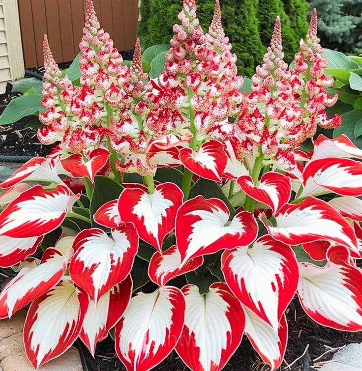 Hosta seed - View 1