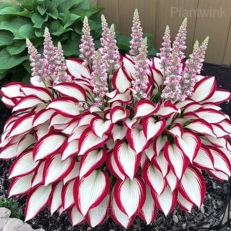 Hosta seed - View 11