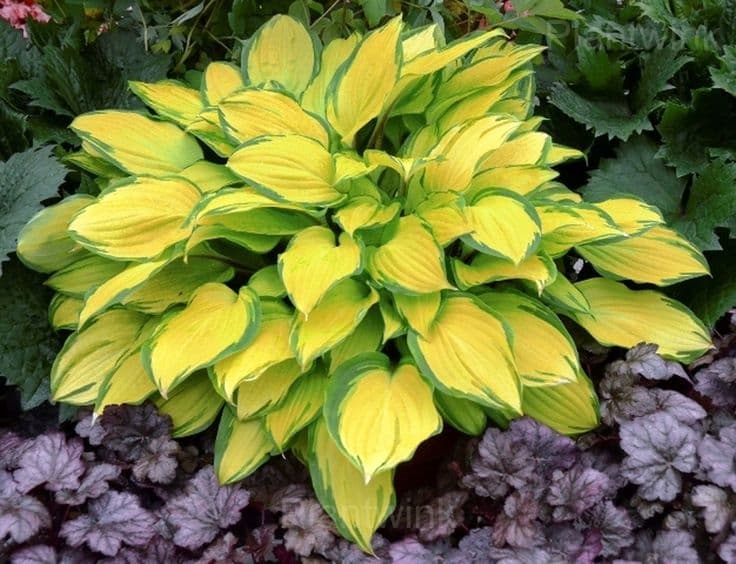 Hosta seed - View 10