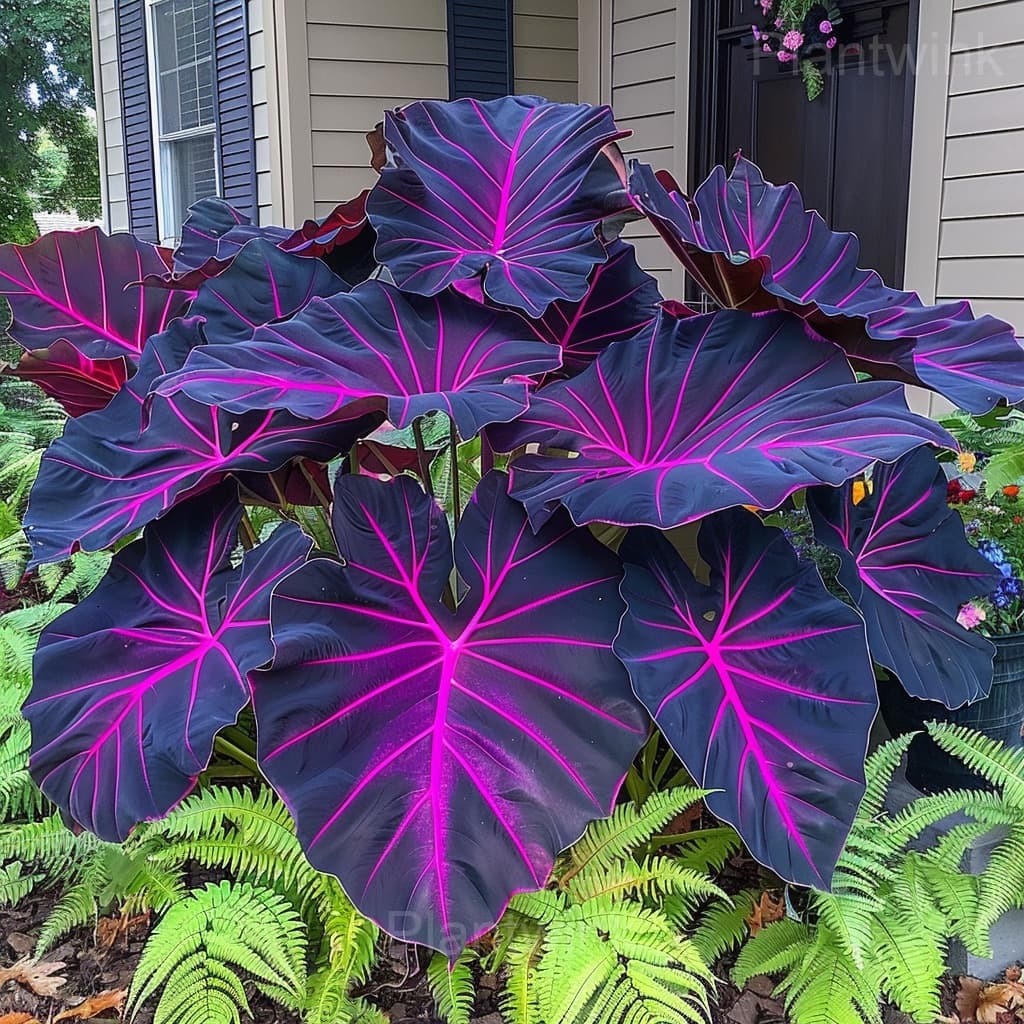 Tropical Style Giant Caladium Seeds - View 10