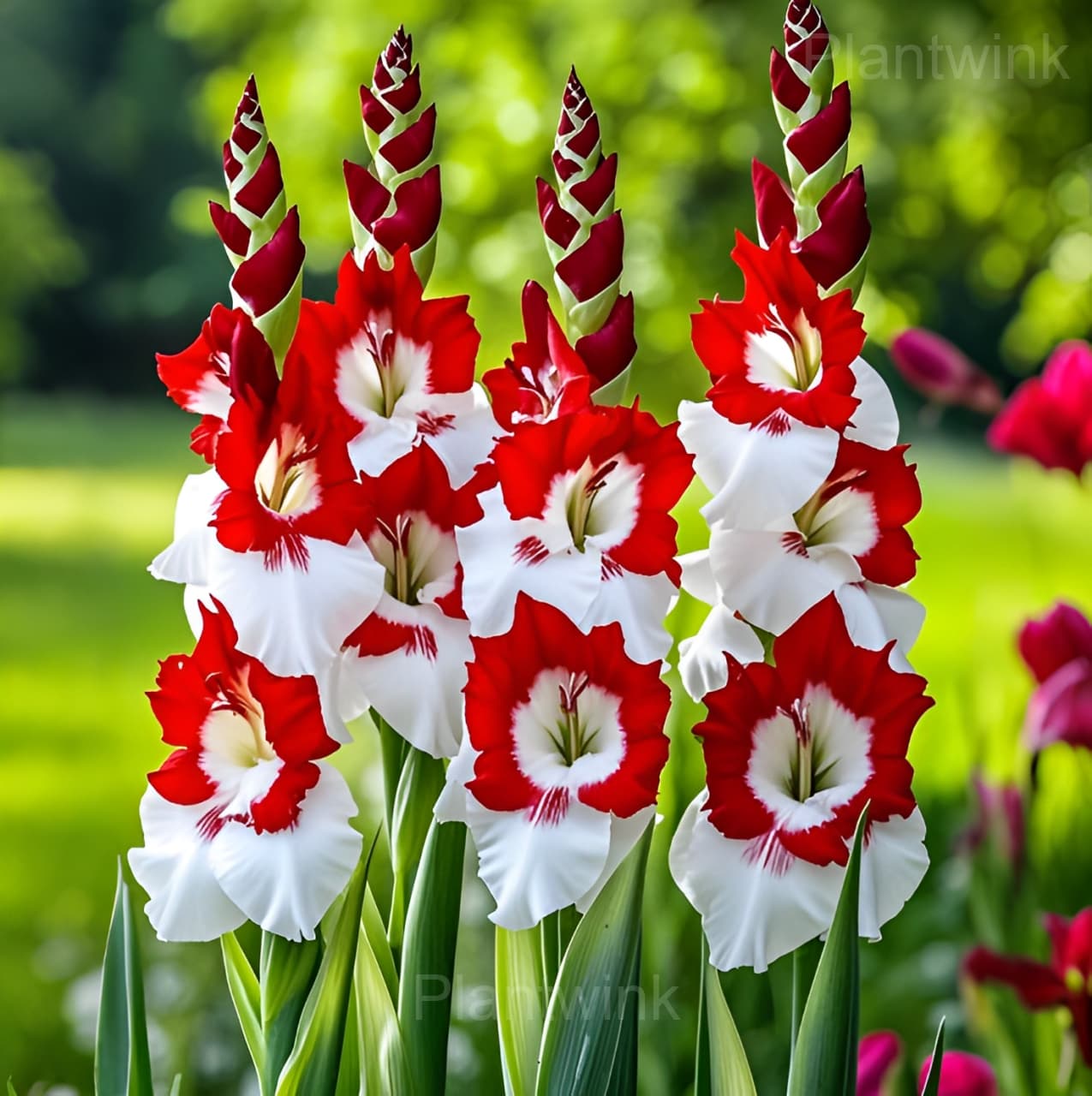 Gladiolus Seeds - Main