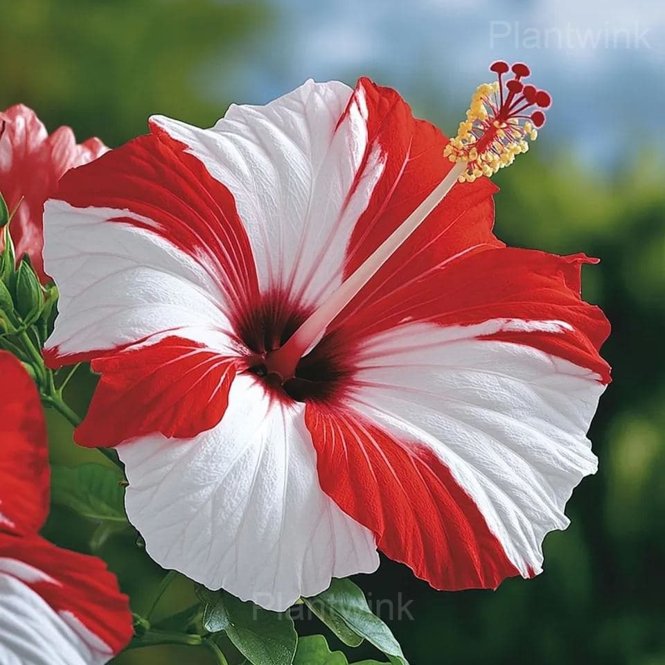 Giant Hibiscus Seeds - View 5