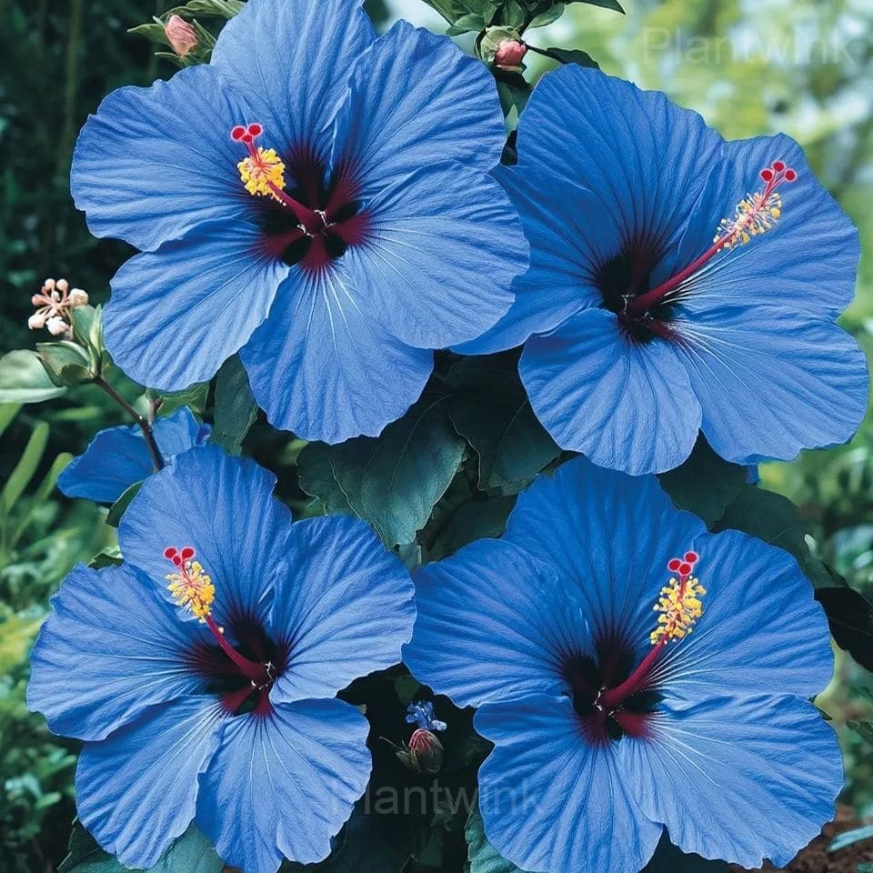 Giant Hibiscus Seeds - View 3