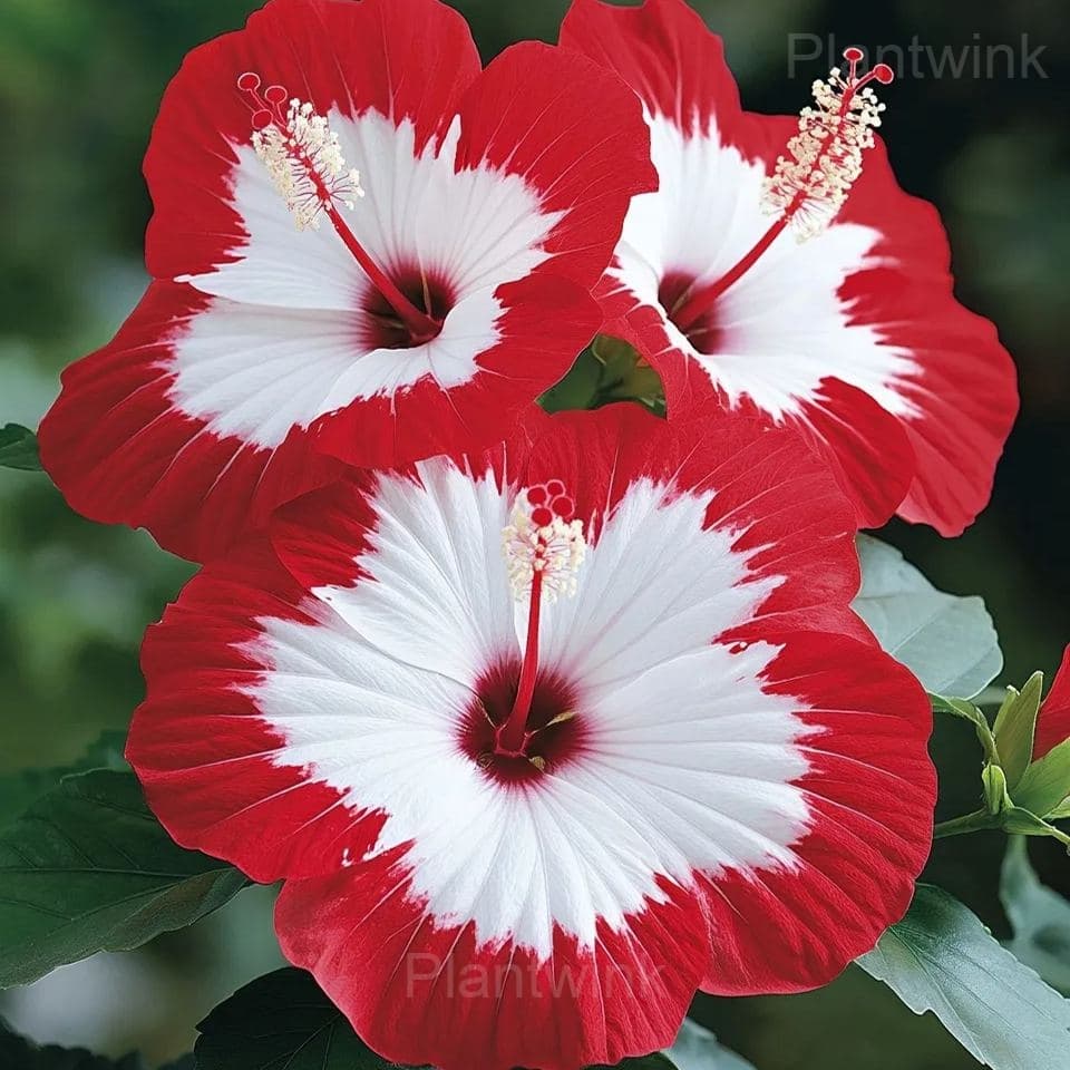 Giant Hibiscus Seeds - View 4