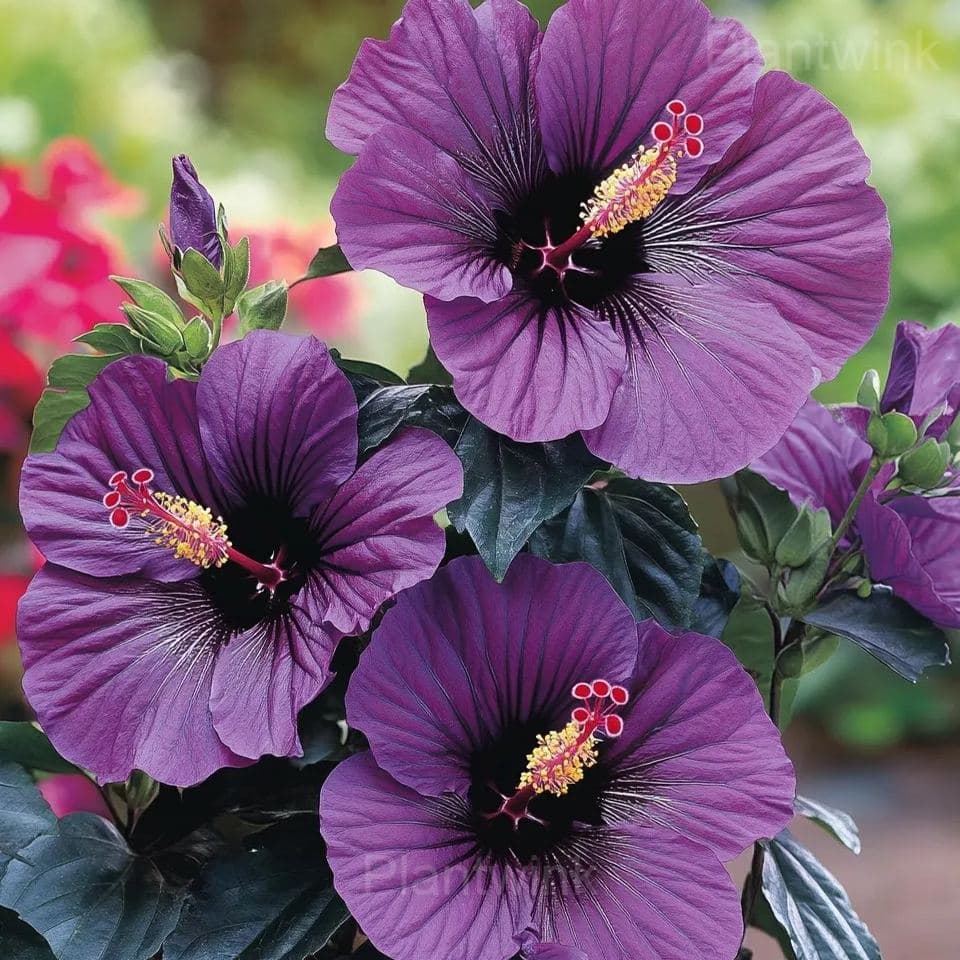 Giant Hibiscus Seeds - View 9