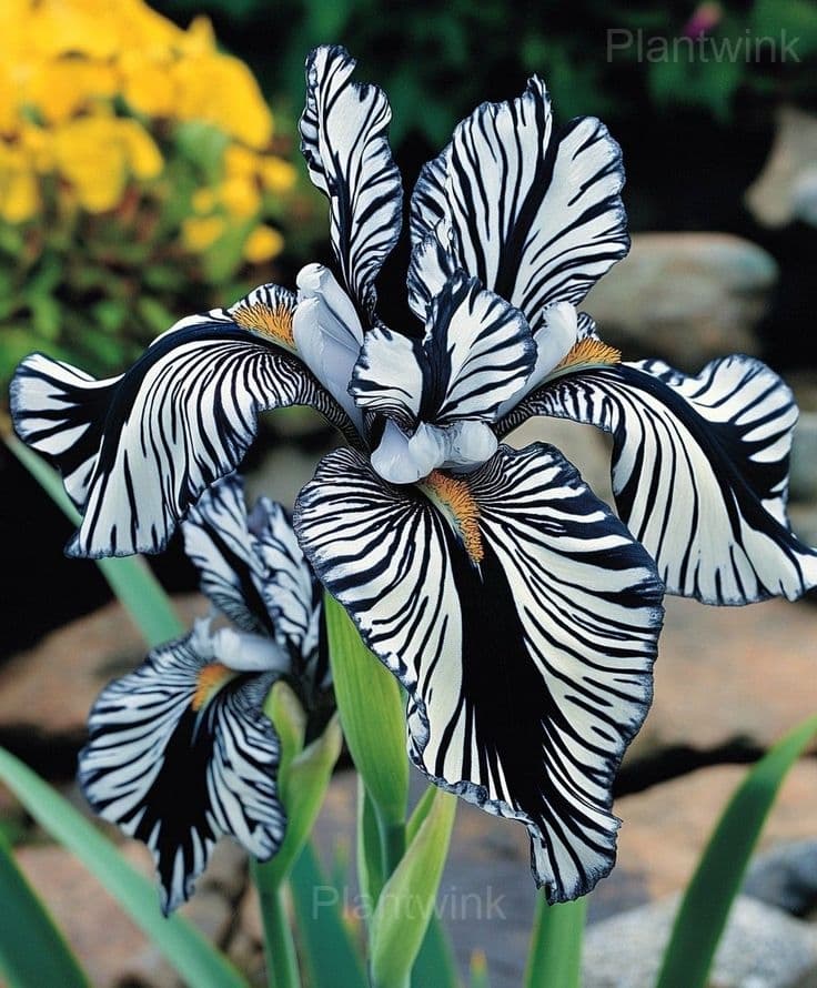 Rare Striped Iris Seeds - View 1