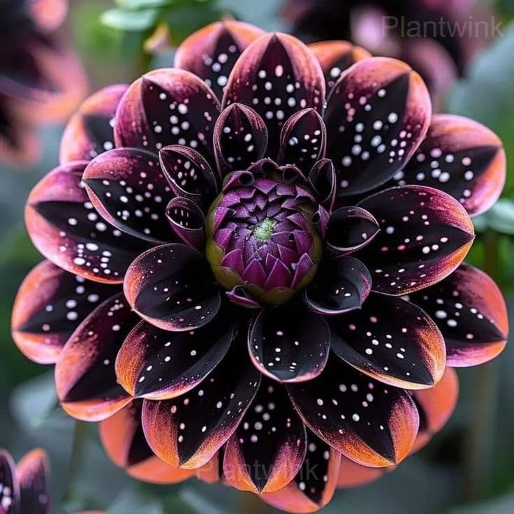Dahlia Seeds - View 6