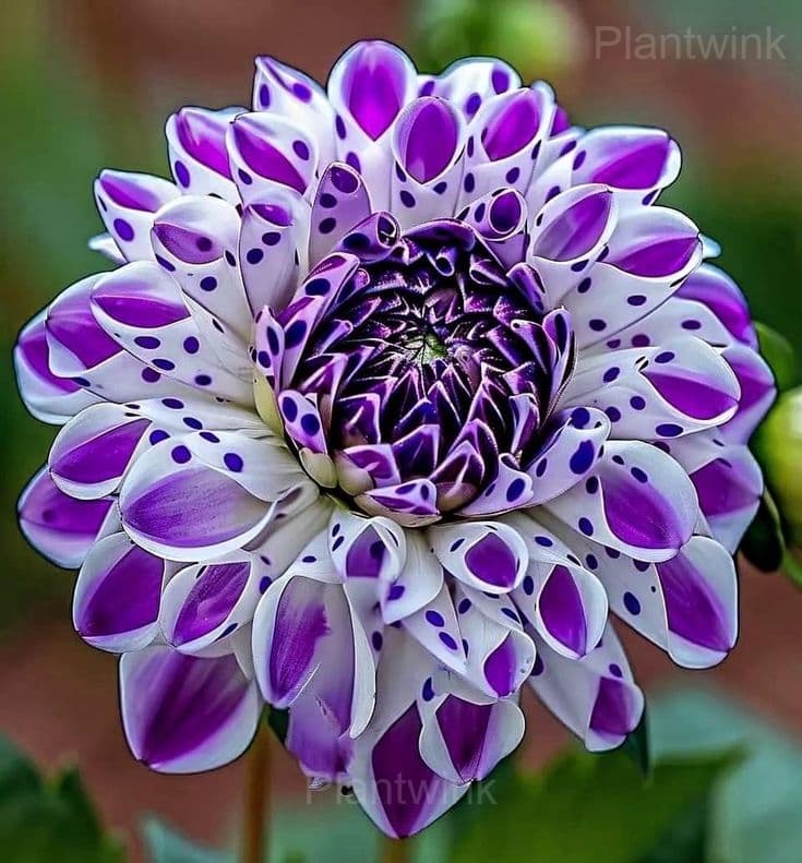 Dahlia Seeds - View 7