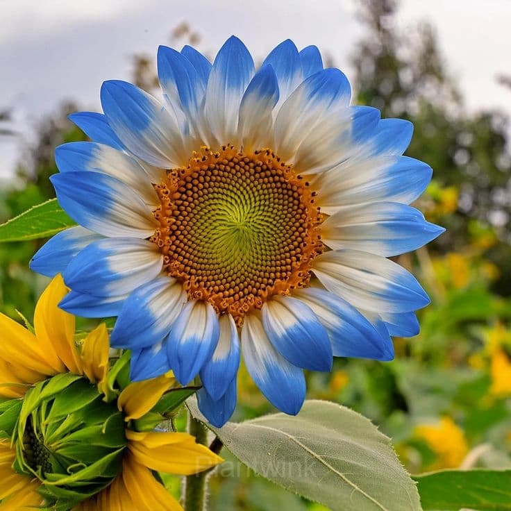 Gorgeous Sunflower Seeds - View 5