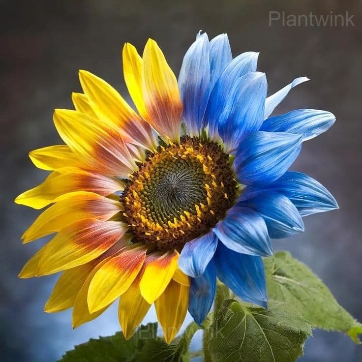 Gorgeous Sunflower Seeds - Alt