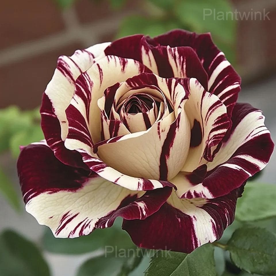 Striped Rose Seeds - View 5