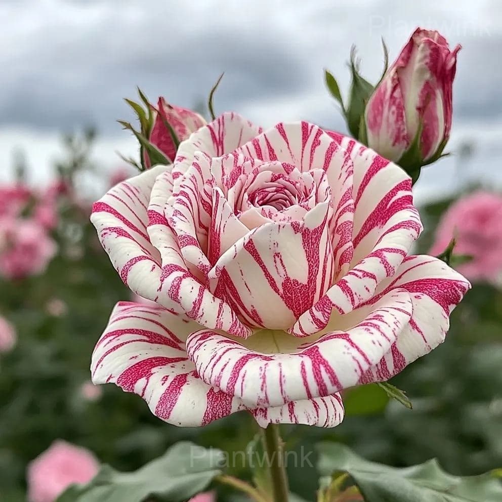 Striped Rose Seeds - Main