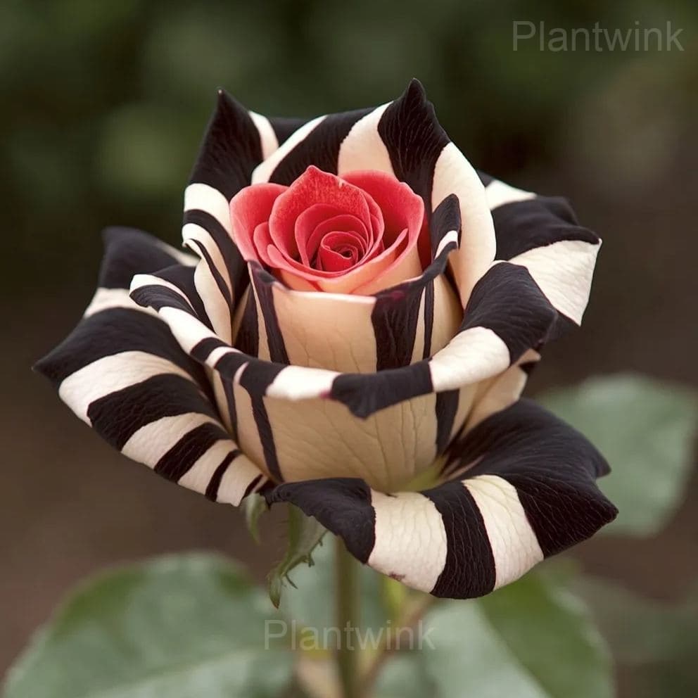 Striped Rose Seeds - View 4