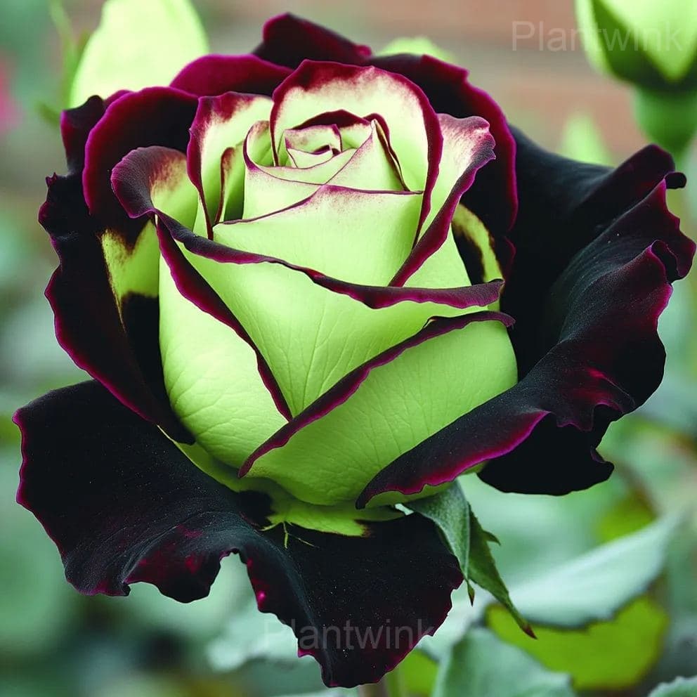 Fragrant Garden Roses - View 3