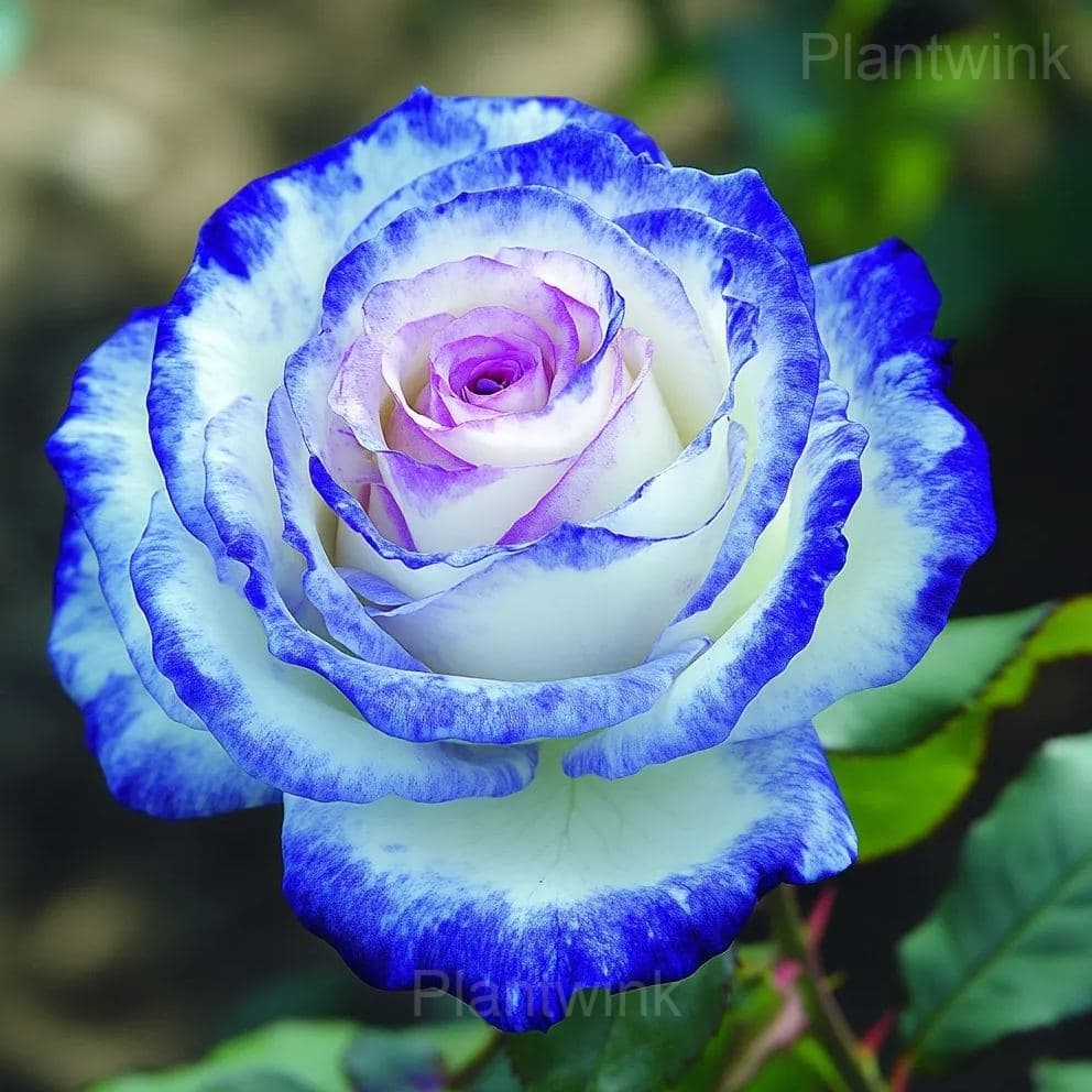Fragrant Garden Roses - View 5