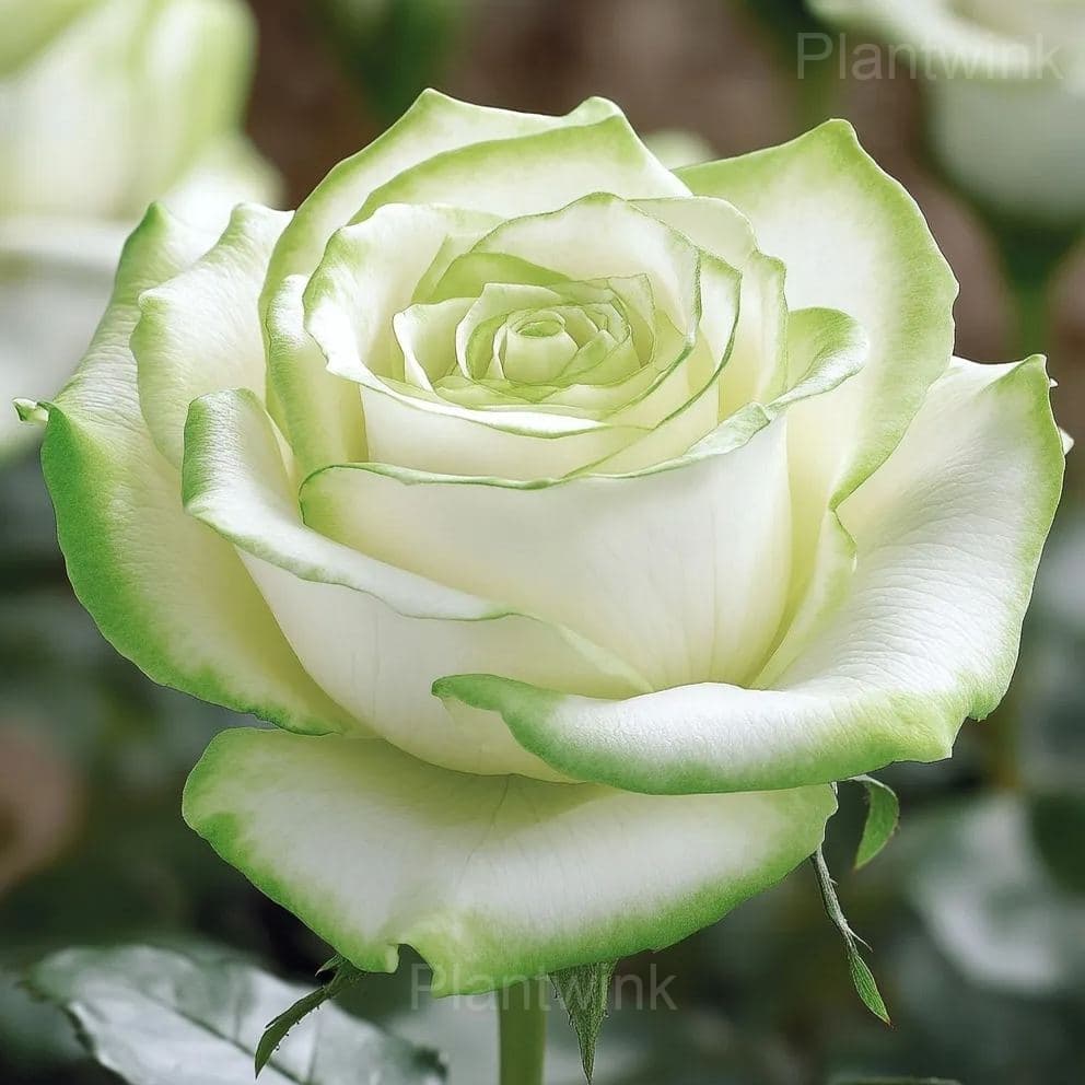 Heirloom Rose Seeds - View 5