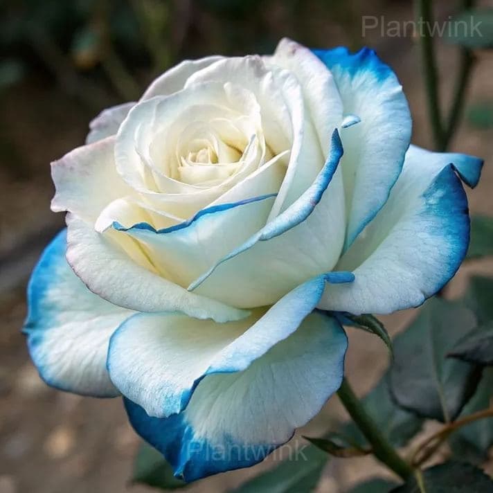 Heirloom Rose Seeds - View 6