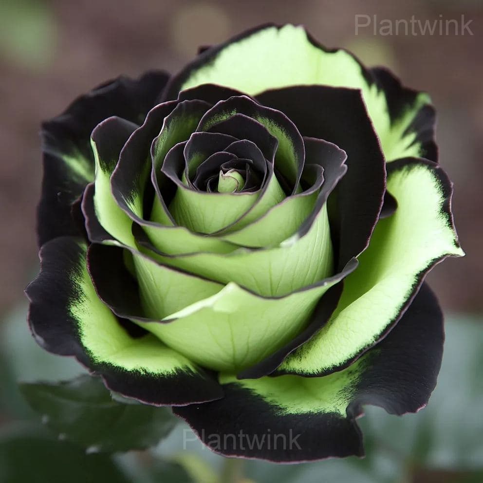 Heirloom Rose Seeds - Alt