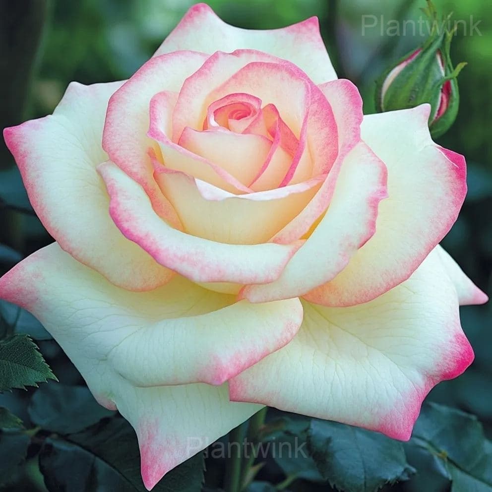 Blooming Rose Seeds - View 6