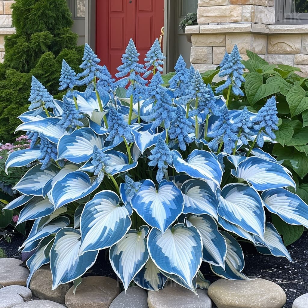 Hosta Mix Seeds - View 4