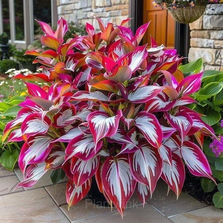 Hosta Mix Seeds - View 5