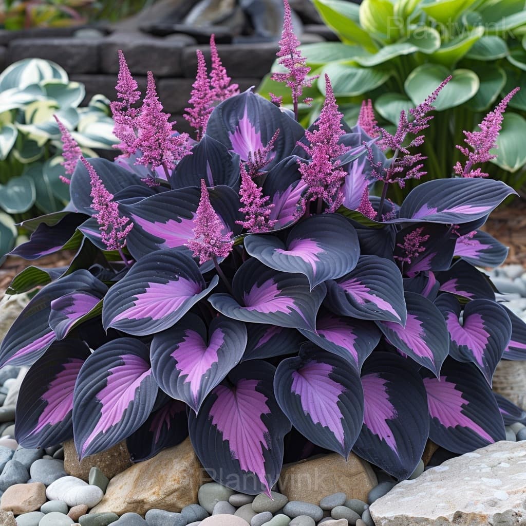 Hosta Mix Seeds - View 1