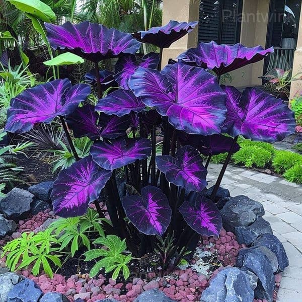 Colorful Caladium Seeds - View 4