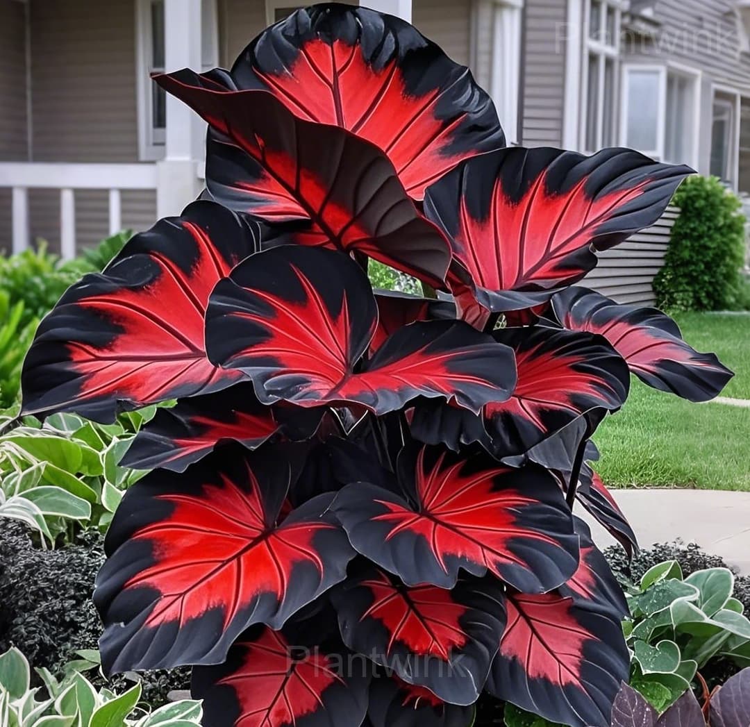Colorful Caladium Seeds - View 1