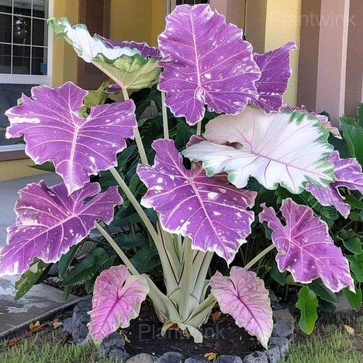 Fancy Leaf Caladium Seeds - View 6