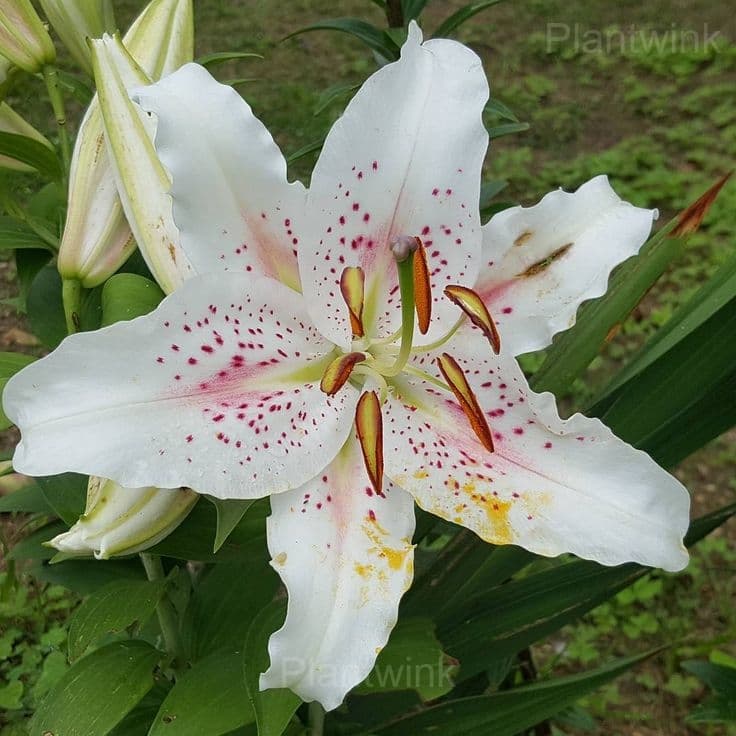 Elegant Lily Seeds - Alt
