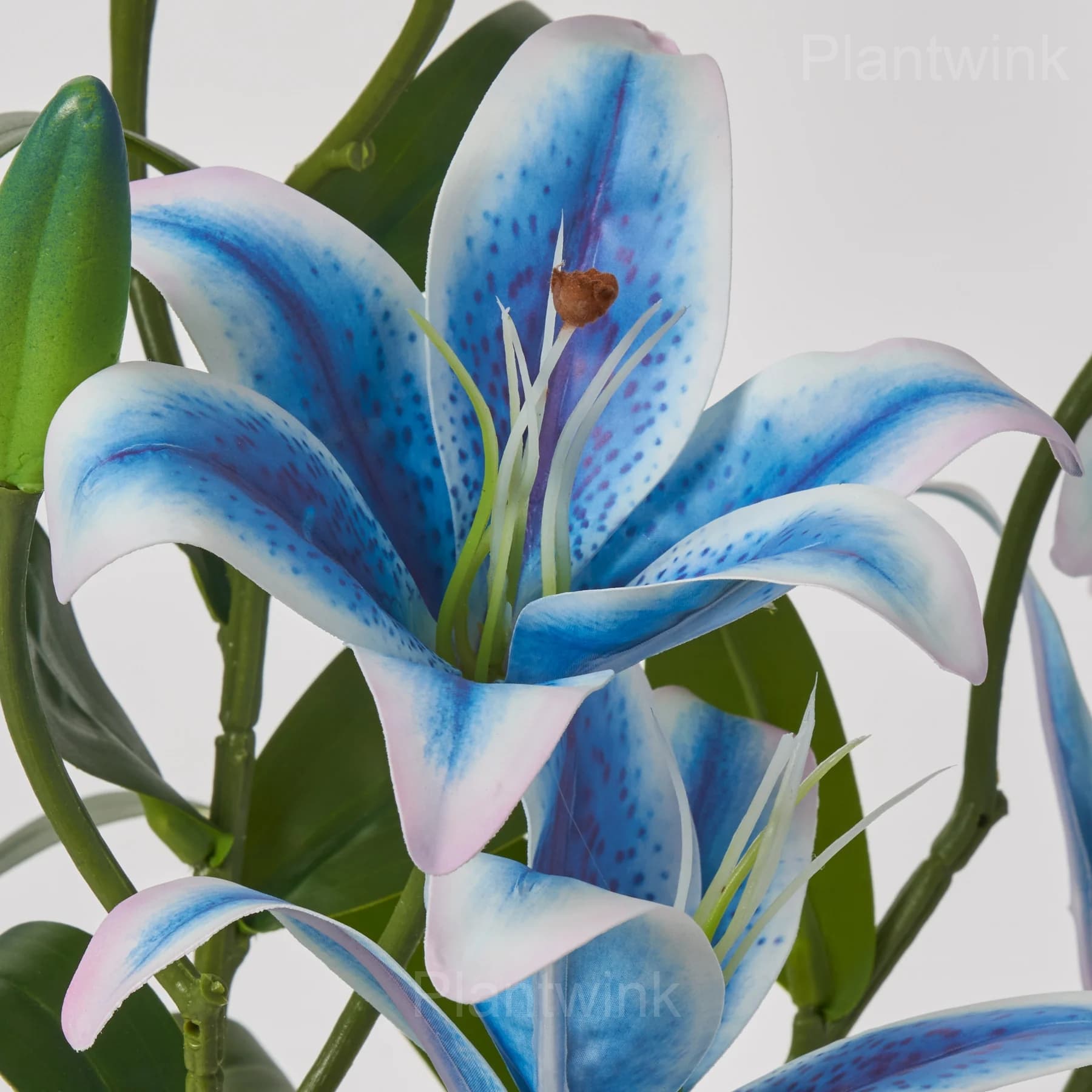 Elegant Lily Seeds - Main