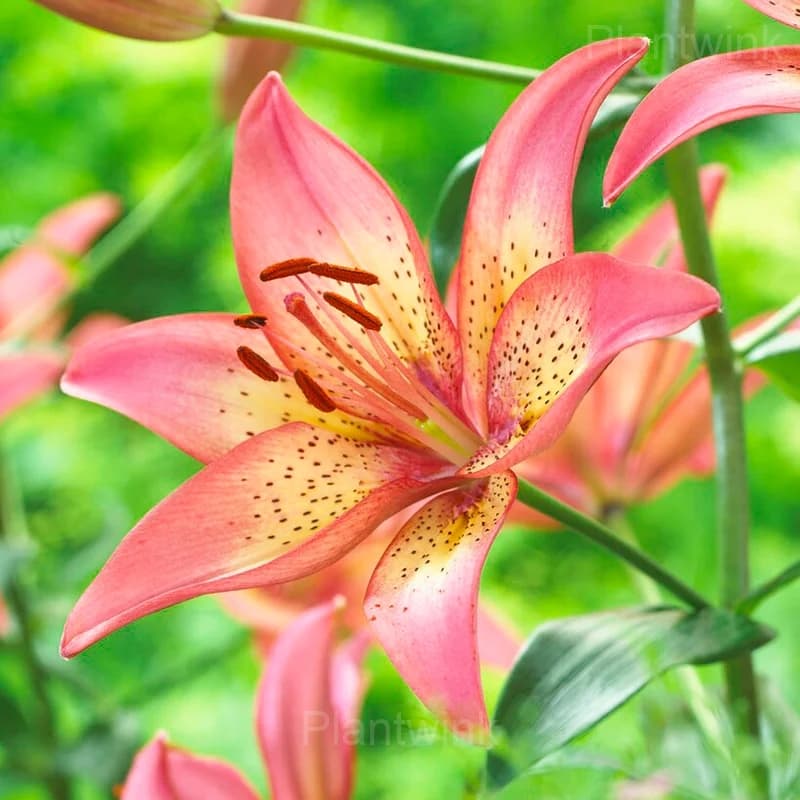 Perennial Lily Seeds - View 4