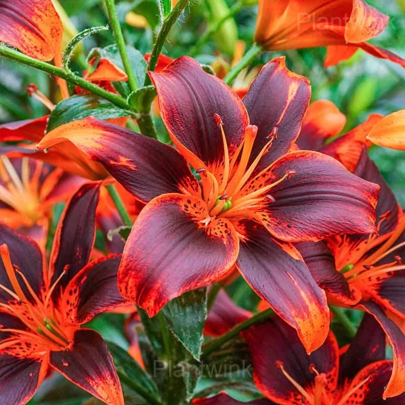 Perennial Lily Seeds - View 3