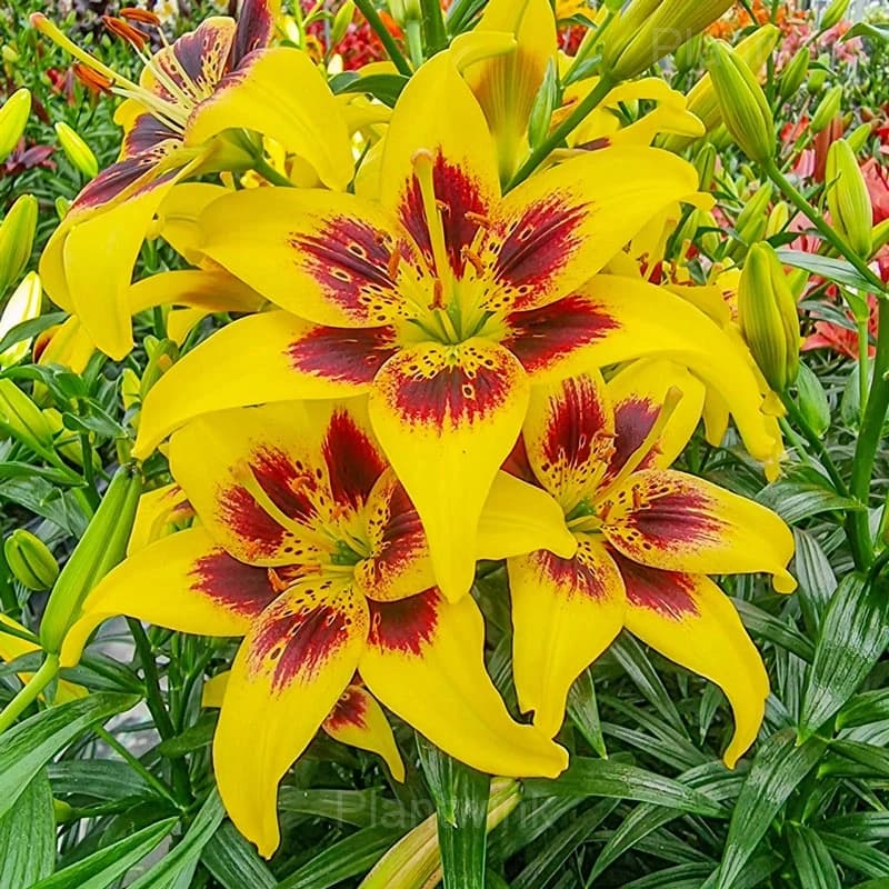 Perennial Lily Seeds - Alt