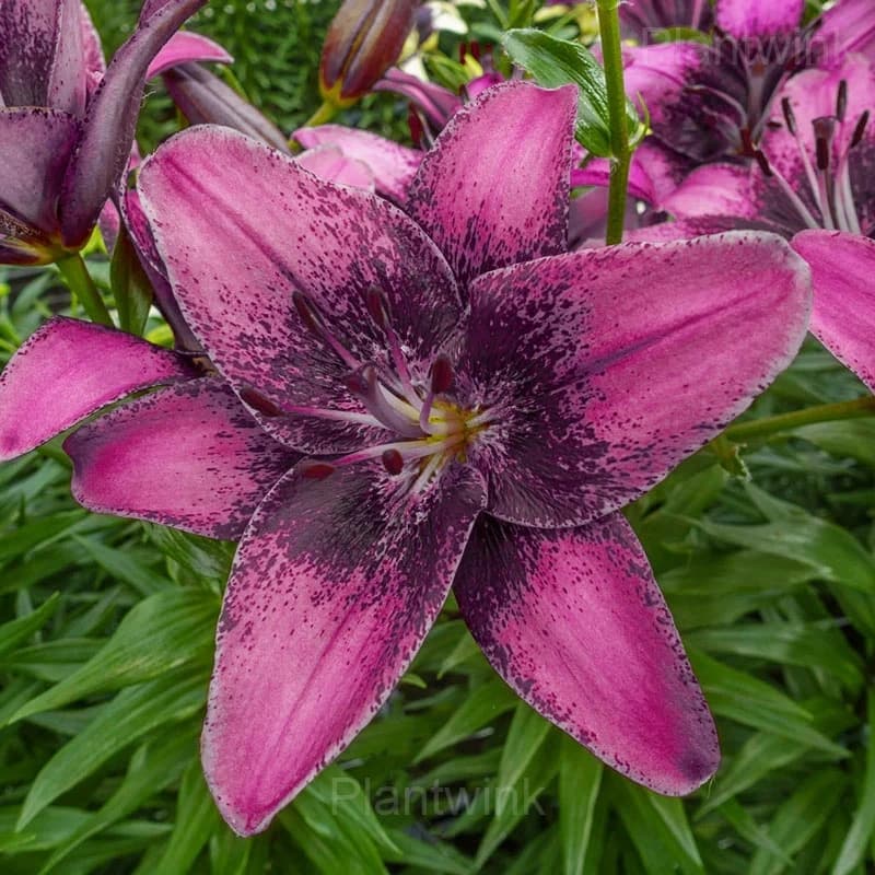 Perennial Lily Seeds - Main