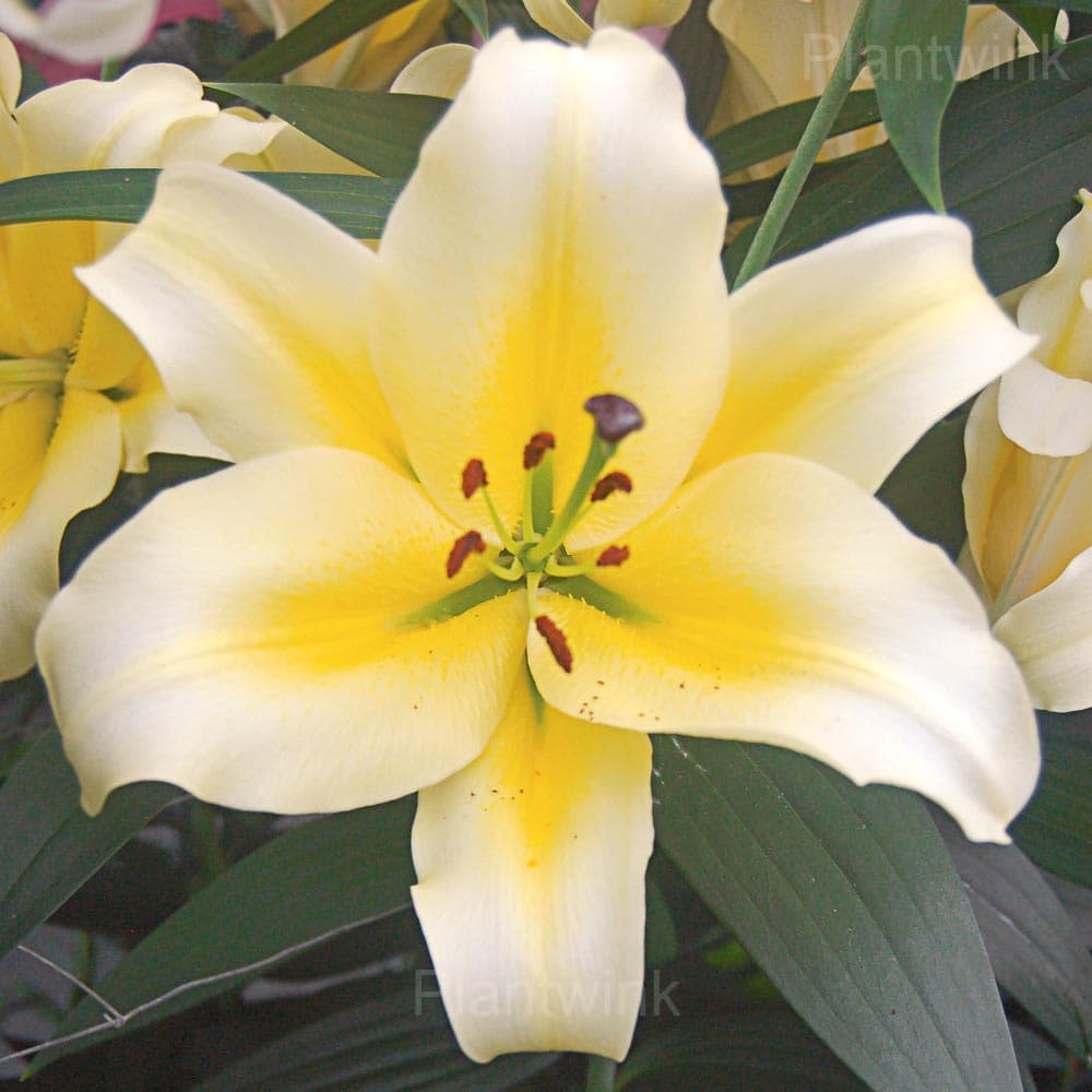 Perennial Lily Seeds - View 5