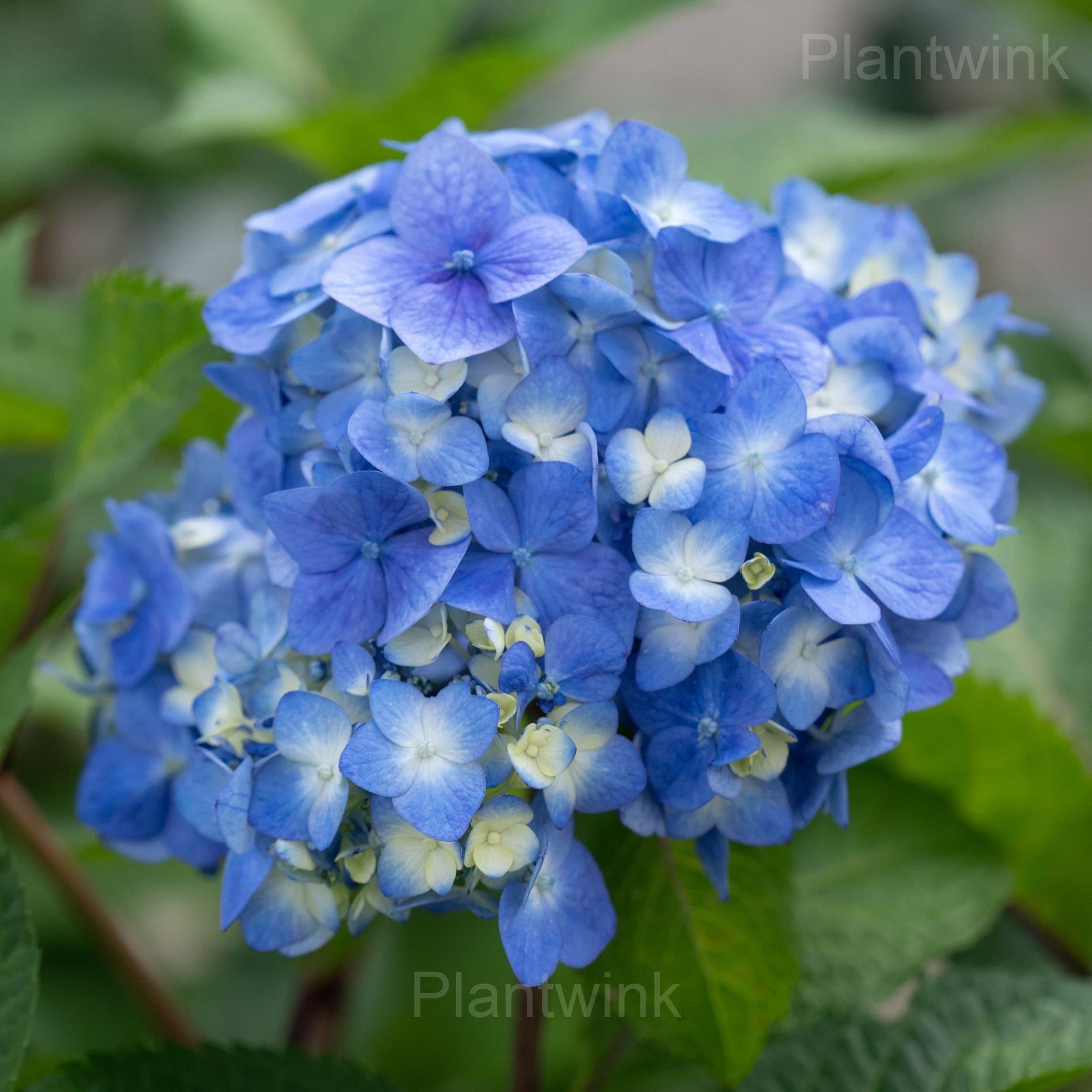 Rare Hydrangea Mix Seeds - Alt