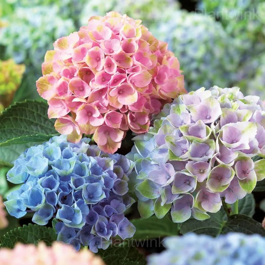 Rare Hydrangea Mix Seeds - Main