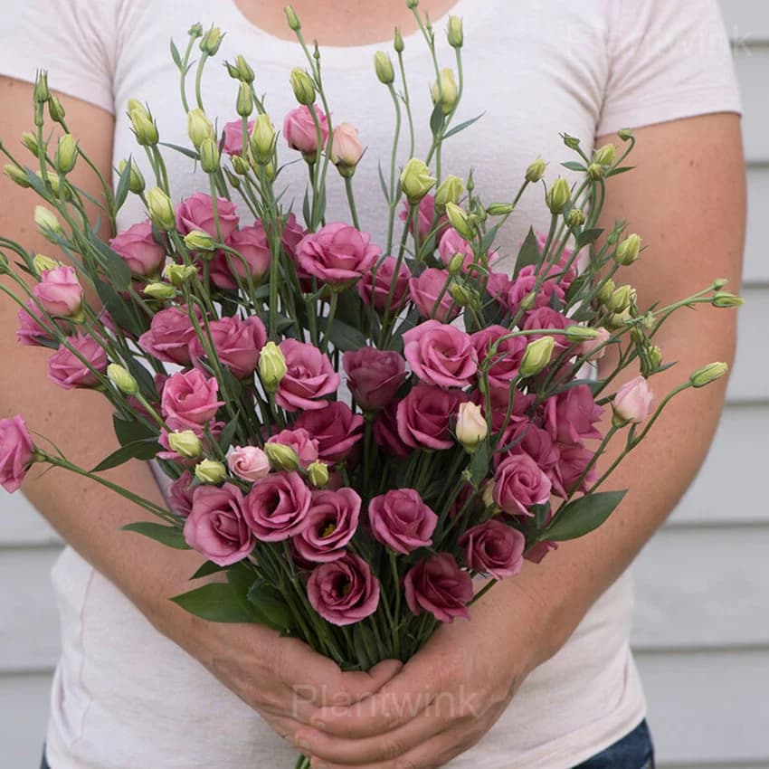 Elegant Lisianthus Seeds - Main
