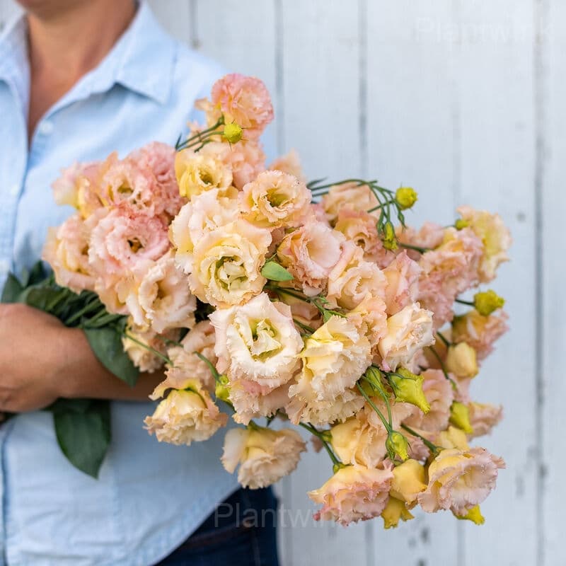 Elegant Lisianthus Seeds - Alt