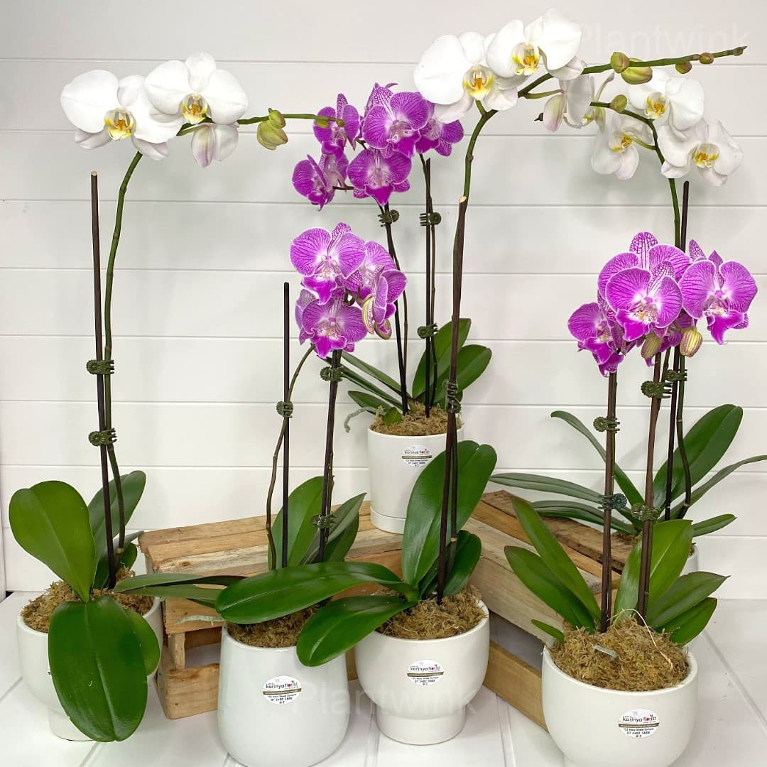 Phalaenopsis Seeds - Main