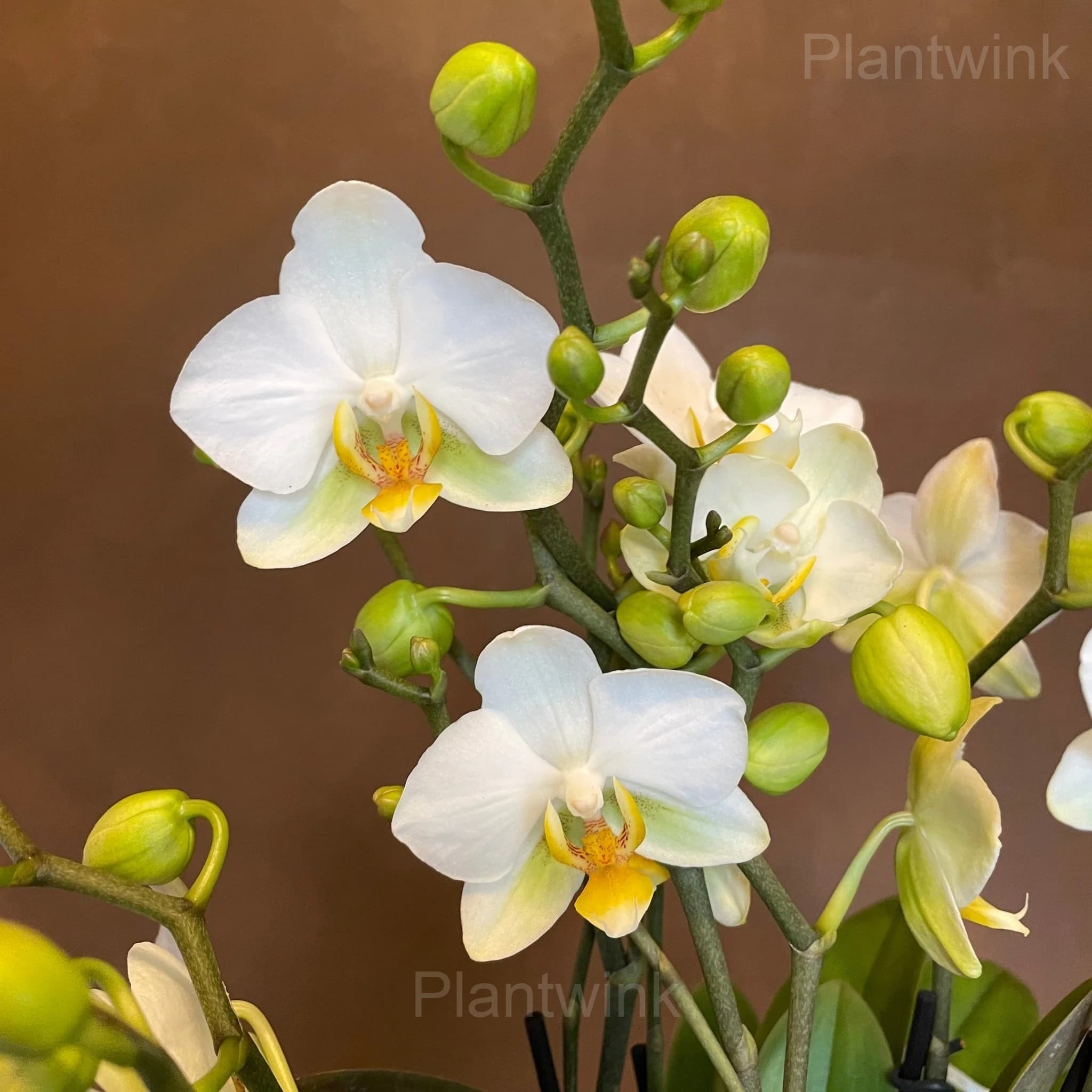 Phalaenopsis Seeds - Alt