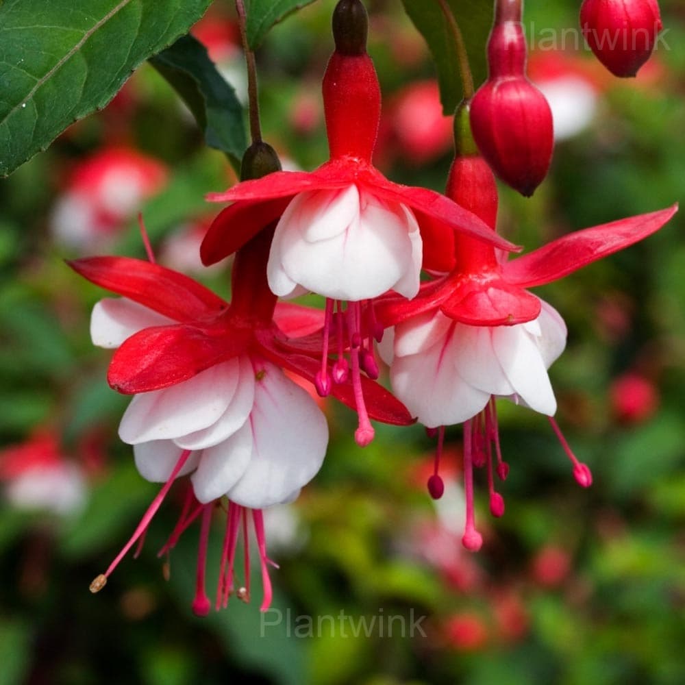Colorful Fuchsia Flowers Seeds - Main