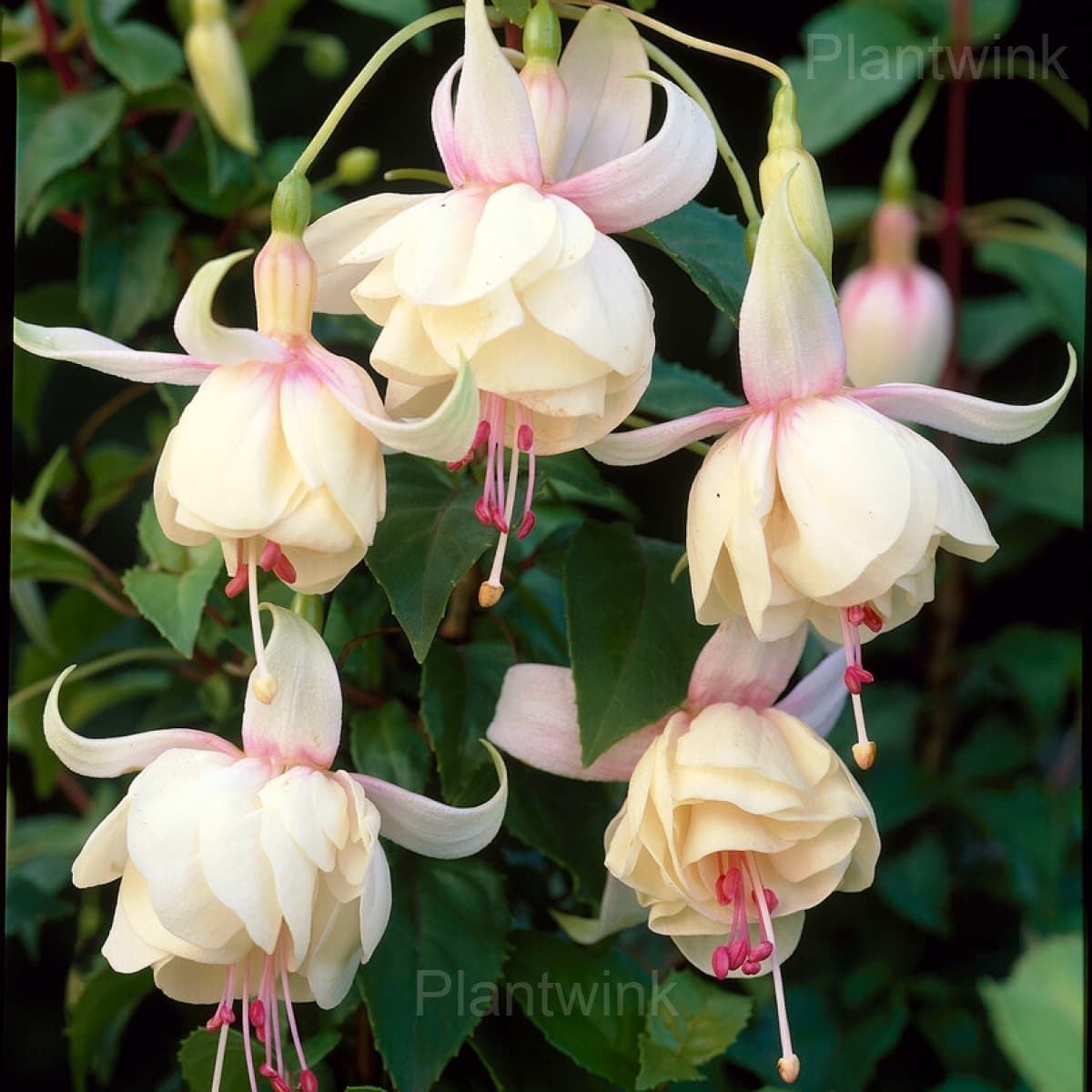 Colorful Fuchsia Flowers Seeds - Alt