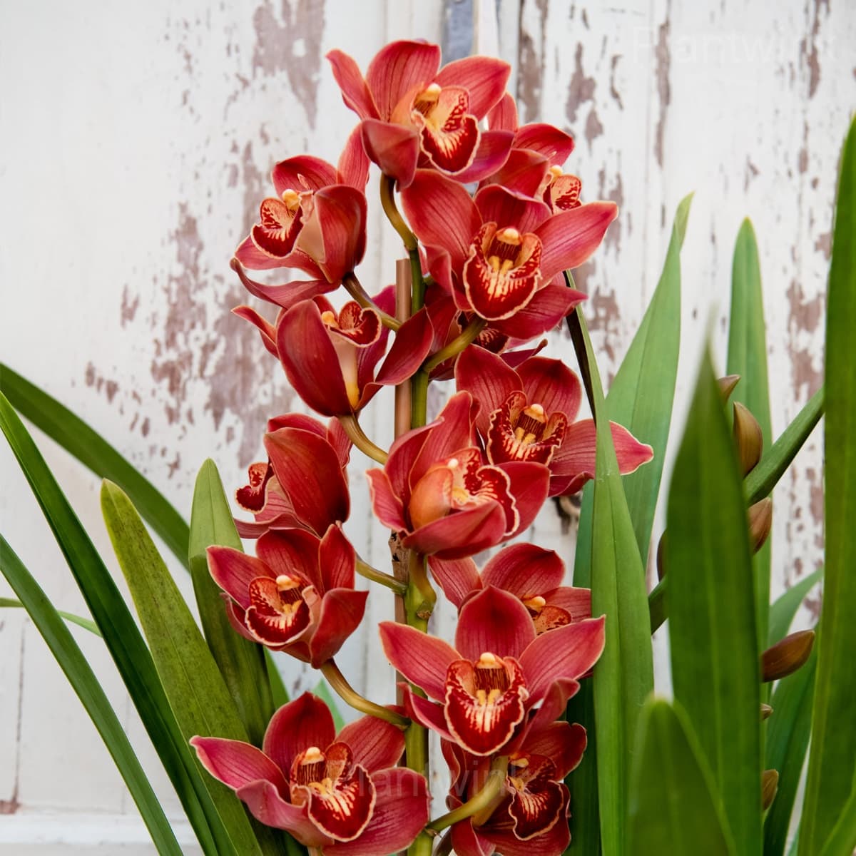 Cymbidium Orchid Seeds - View 5