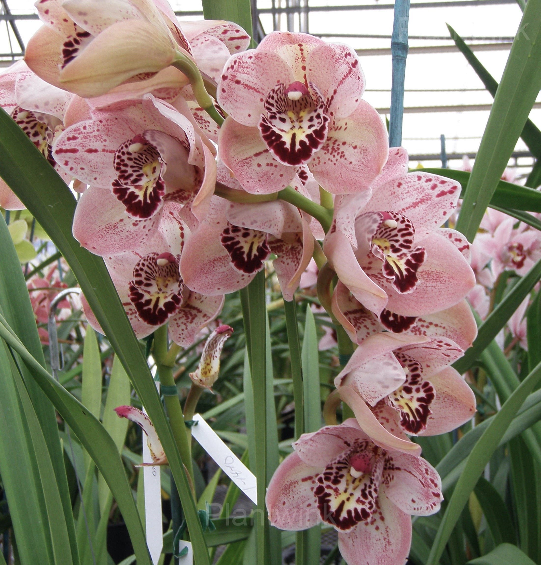 Cymbidium Orchid Seeds - View 7