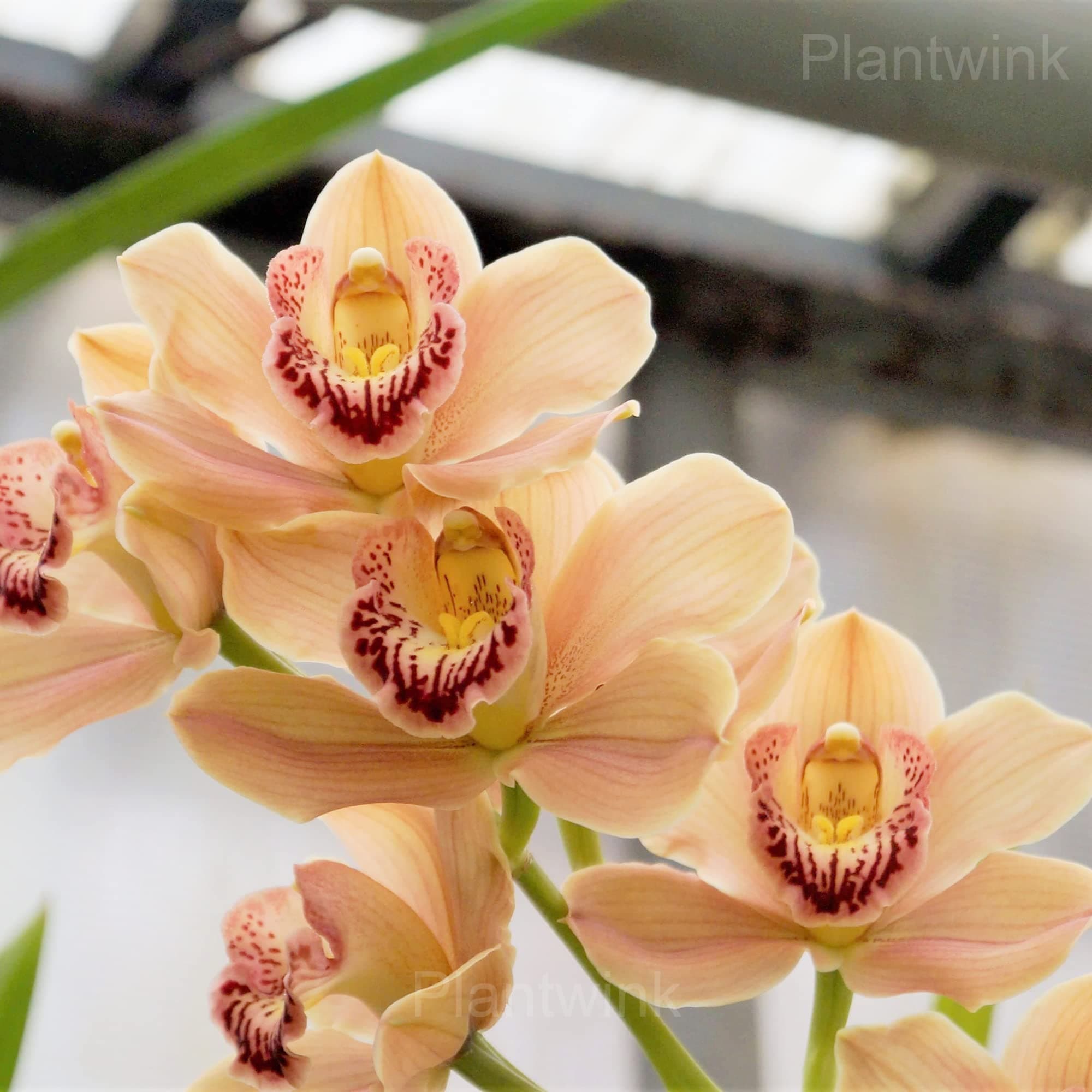 Cymbidium Orchid Seeds - Alt