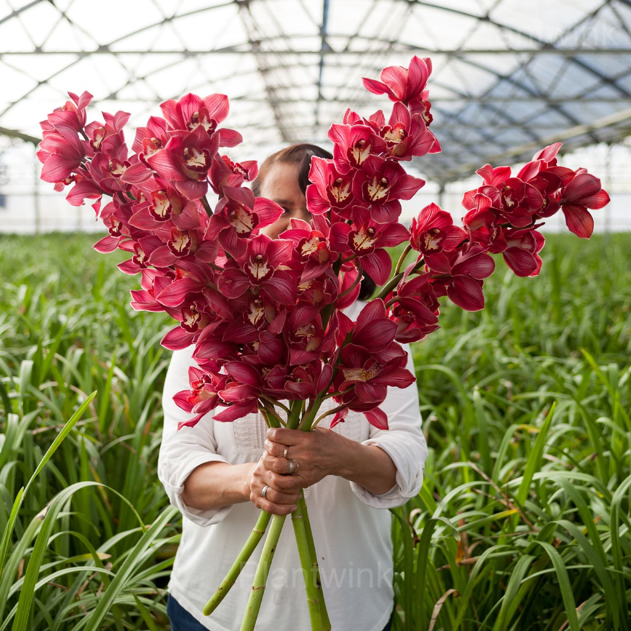 Cymbidium Orchid Seeds - Main
