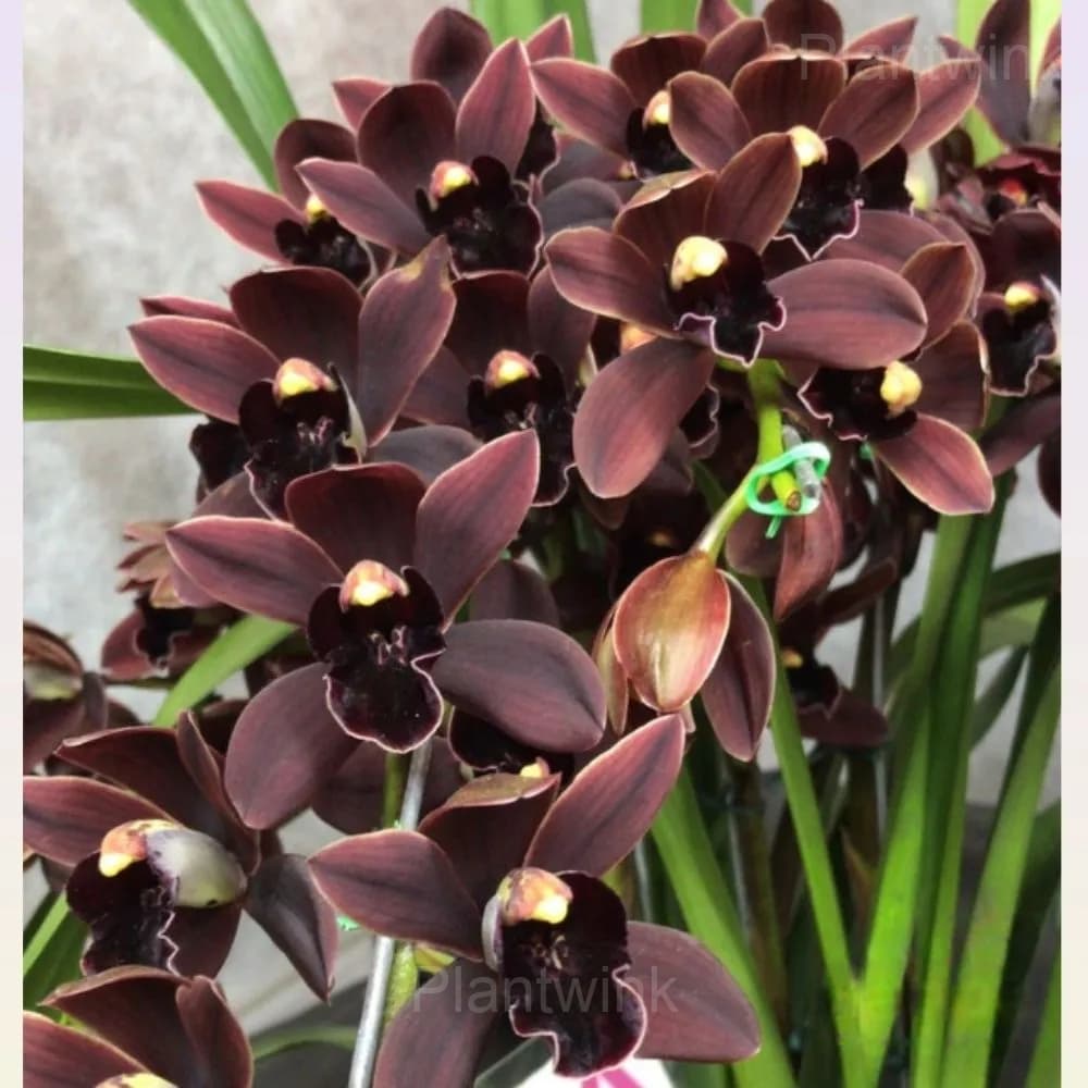 Cymbidium Orchid Seeds - View 3